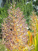 �G�N���A�E�u�������A�iAechmea bromeliad�j