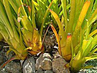 �G�N���A�E�u�������A(Aechmea bromeliad)