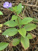 �I�^�J���T�X(Otacanthus)