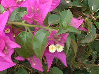 �u�[�Q���r���A(Bougainvillea)