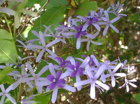 �T���h�y�[�p�[�E�o�C��(Sandpaper Vine)