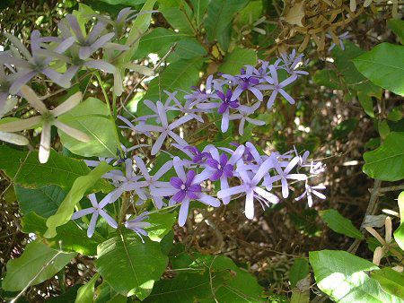 �T���h�y�[�p�[�E�o�C��(Sandpaper Vine)