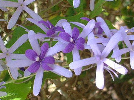 �T���h�y�[�p�[�E�o�C��(Sandpaper Vine)