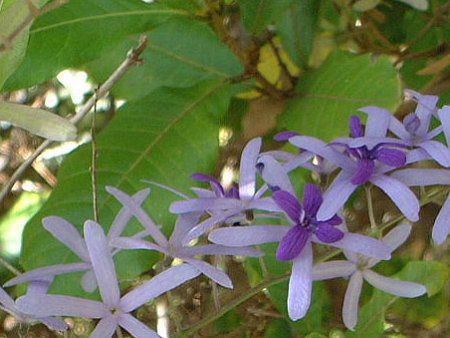 �T���h�y�[�p�[�E�o�C��(Sandpaper Vine)