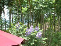 �W���J�����_1253(Jacaranda)