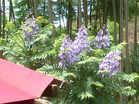 �W���J�����_1254(Jacaranda)