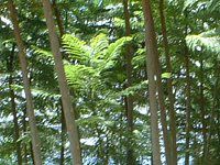 �W���J�����_255(Jacaranda)