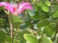 �I�[�L�b�h�c���[(Orchid_Tree)