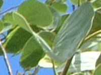 �I�[�L�b�h�c���[(Orchid_Tree)