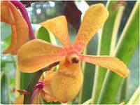 ���A�����A�I�[�L�b�h(Orchid)