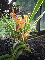 �p�t�B�I�y�f�B����(Paphiopedilum)