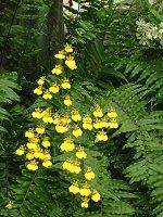�I���V�W���E�� (Oncidium)