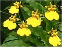 �I���V�W���E�� (Oncidium)