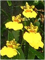 �I���V�W���E�� (Oncidium)
