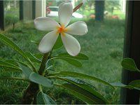 �v�������A(Plumeria)