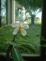 �v�������A(Plumeria)