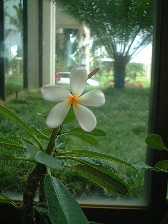 �v�������A(Plumeria)