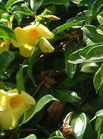 �A���}���_(Allamanda)