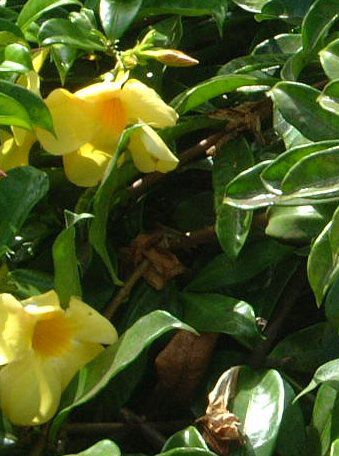 �A���}���_(Allamanda)