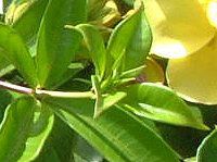 �A���}���_(Allamanda)