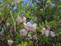�s���N�e�R�}(Pink tecoma)