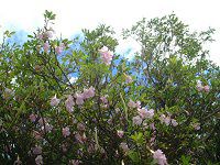 �s���N�e�R�}(Pink tecoma)