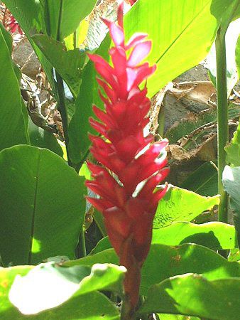 (Alpinia purpurata