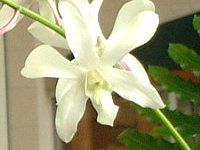 �f���h���r�E����(Dendrobium)