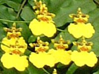 �I���V�W���E��(Oncidium)