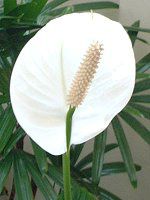 �X�p�e�B�t�B����(Spathiphyllum)