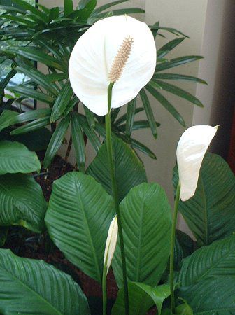 �X�p�e�B�t�B����(Spathiphyllum)