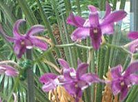 �f���h���r�E����(Dendrobium)