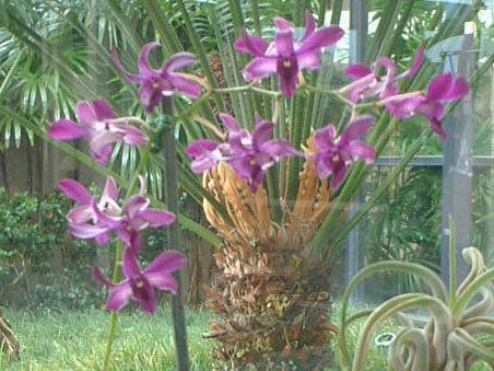 �f���h���r�E��(Dendrobium) 
