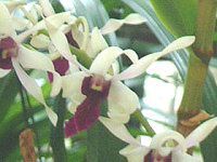 �f���h���r�E��������(Dendrobium)