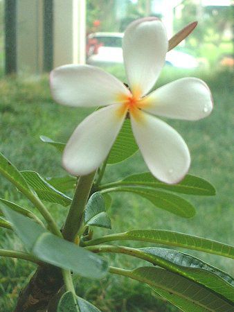 �v�������A(Plumeria)