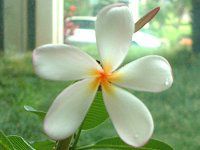 �v�������A(Plumeria)