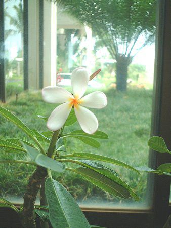 �v�������A(Plumeria)