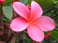 �v�������A(Plumeria)