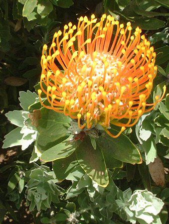 Pin cushion