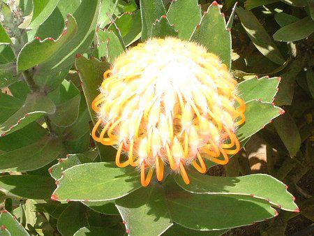 �s���N�b�V����(Pin cushion)