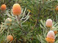 �v���e�A(Protea)