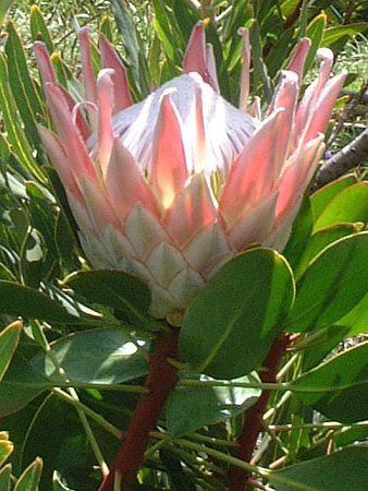 �L���O�v���e�A(King Protea)