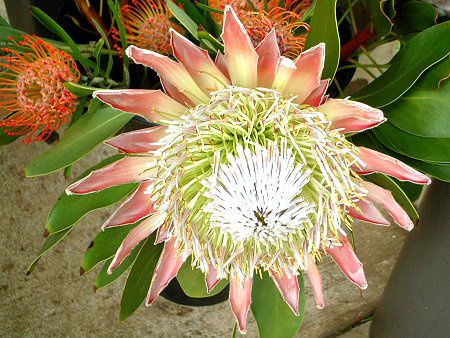 �L���O�v���e�A(King Protea)