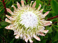 �v���e�A(Protea)