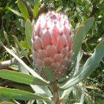 �N�C�[���v���e�A(Queen Protea)