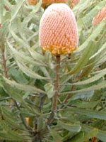 �v���e�A(Protea)