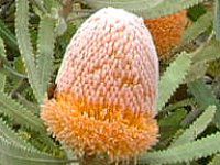 �v���e�A(Protea)