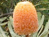 �v���e�A(Protea)