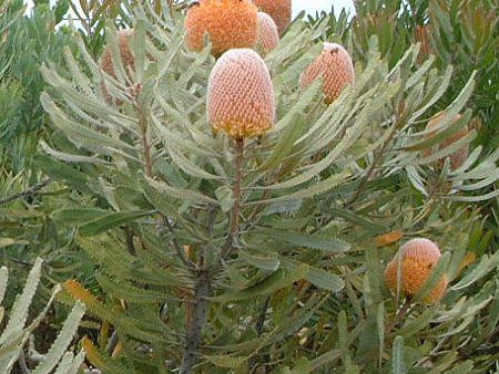 �v���e�A(Protea)
