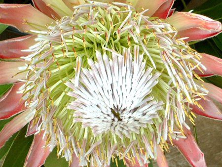 �L���O�v���e�A(King Protea)